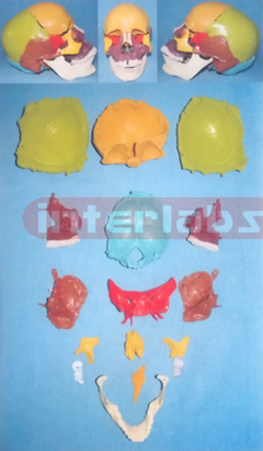 BIG ADVANCED HUMAN SKULL ASSEMBLABLE AND SEPARATABLE MODEL ARBITRARILY (16 PCS)